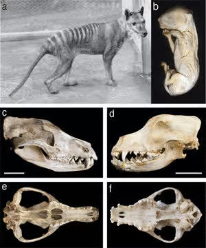 En a, jeune mâle photographié au zoo de Hobart en 1928.  En b, un embryon de thylacine, conservé dans l'alcool au Museum Victoria, qui a servi à l'étude. A gauche, en c et en e, crâne de thylacine. Sa forme ressemble de façon surprenante à celui du chien domestique (Canis canis), montré en d et en f.  © Andrew J. Pask, Richard R. Behringer, Marilyn B. Renfree/PLoS One