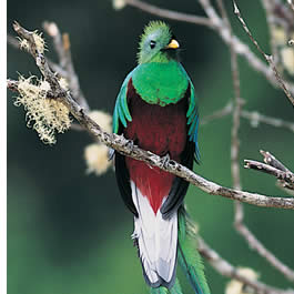 spotting-a-quetzal