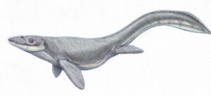 Prognathodon1