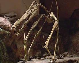 Squelette d'un Ptérosaure