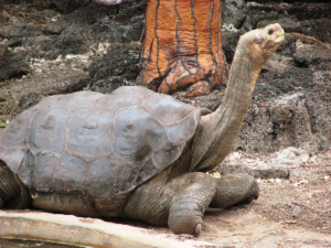 800px-Lonesome_George_in_profile