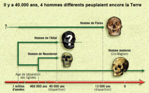 Arbre généalogique hominidés