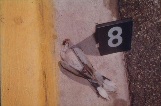 Versace não foi o único ser vivo a ser morto por Cunanan. Na imagem, o pombo atingido pela mesma bala que matou o estilista italiano. Foto: Miami Beach Police Department.