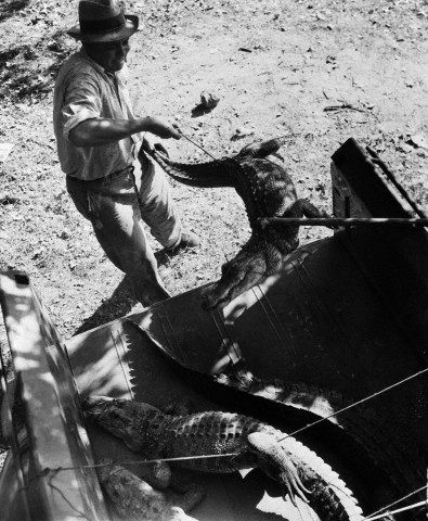 Un enquêteur met des alligators dans un pick-up lors d'une enquête sur un meurtre. Le propriétaire d'un bar d'autoroute, Joe Ball, a nourri ses alligators avec des humains avant de se suicider en 1938. Date : 5 octobre 1938. San Antonio, Texas. Photo : © Bettmann/CORBIS.