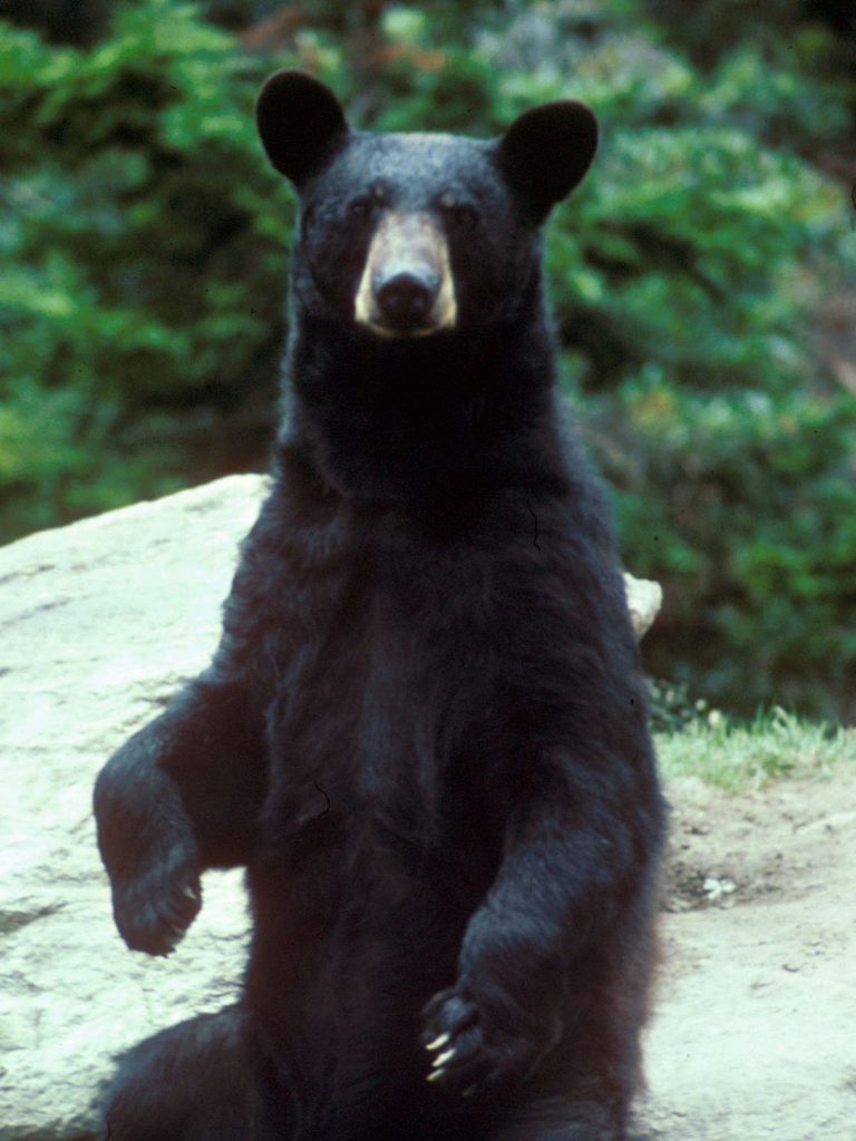 Le monstre était-il simplement un ours noir mal identifié ?