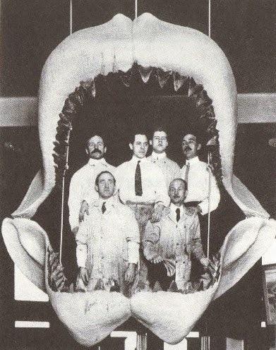 Mâchoire de carcharodon megalodon