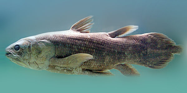 Coelacanthe